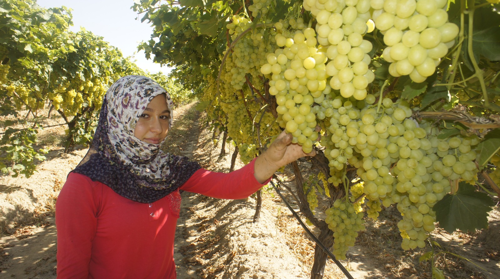 Superior Seedless çeşidi sofralık üzümün ihracat yolculuğu 11 Temmuz’da başladı