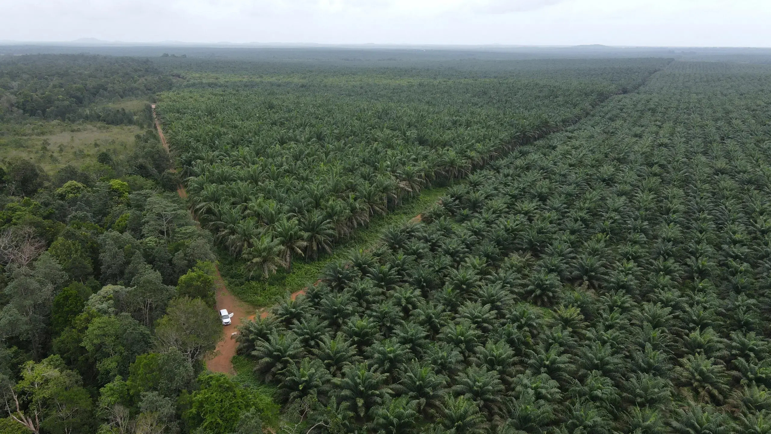 Dünya Bitkisel Yağ Arzının %40'ını Karşılayan Palm Yağında Sürdürülebilir Üretim Artıyor