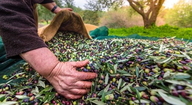 Türkiye’nin sofralık zeytin ihracatı 184 milyon 510 bin dolar oldu