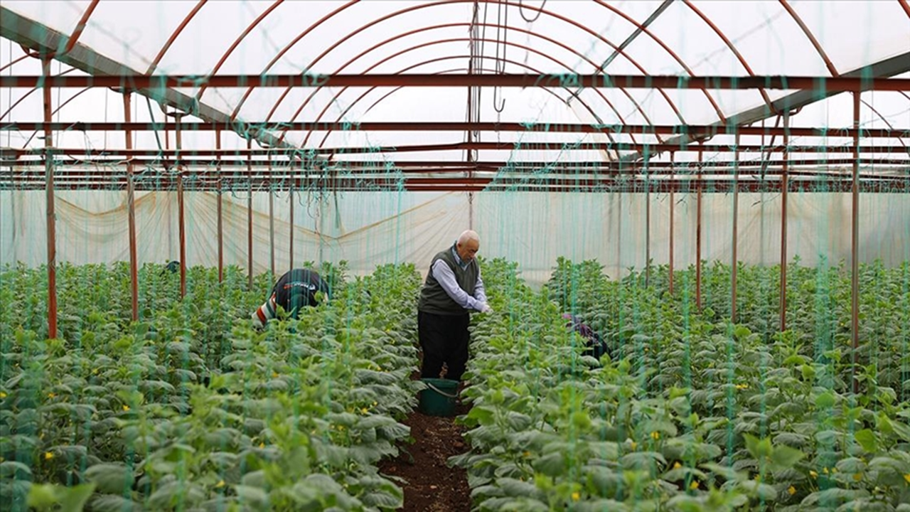 Salatalık üretiminde 34 bin ton rekolte bekleniyor