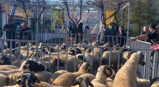 Küçükbaş destekleri 5 yılda 10 bini aştı 