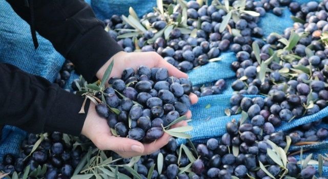 Marmarabirlik ürün alım fiyatlarını güncelledi