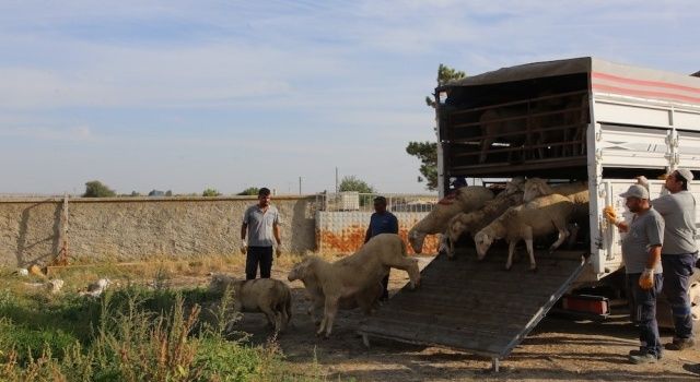 Küçükbaş Hayvanlar Hak Sahiplerine Teslim Edildi