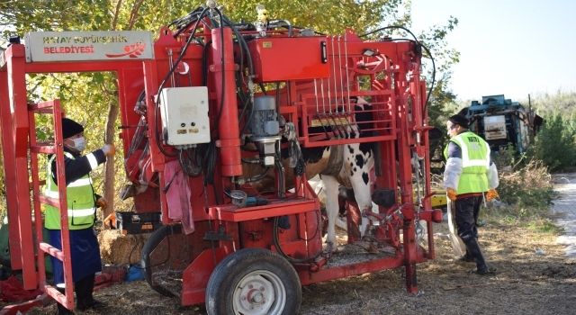 Hatay Büyükşehirden Besi Üreticilerine Destek