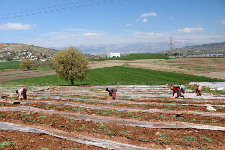  Tarım işçileri ramazanda tarlada emek harcıyor