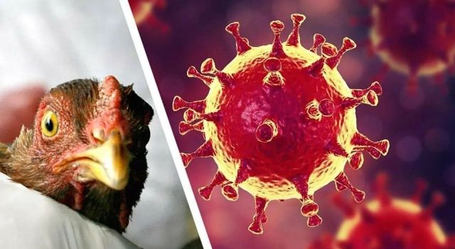 ABD’de H5N1 Kuş Gribinden İlk Ölüm: Virüsün İnsanlara Bulaşma Riski Artıyor mu?  