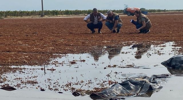 Akhisar'da Şiddetli Yağış Tarım Ürünlerine Zarar Verdi  