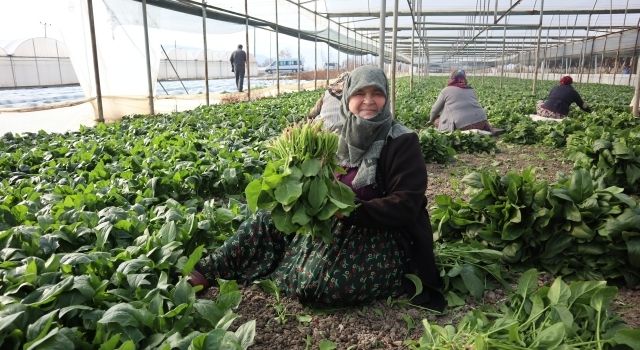 Antalya Hallerinde Domates ve Sebze Fiyatları Rekor Artışta  