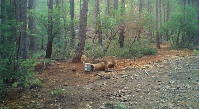 Bakan Yumaklı: Yaban hayatının korunup geliştirilmesi için gayret gösteriyoruz 