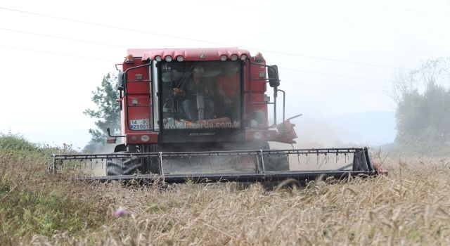 Bolu Belediyesi Iza buğdayına sahip çıkıyor  