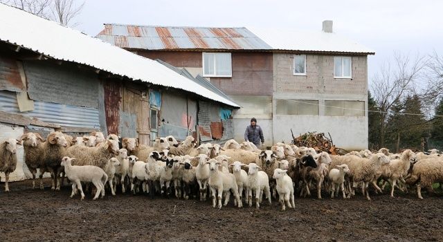 Bolu’da Küçükbaş Hayvan Varlığı Tespit Çalışmaları Başladı  