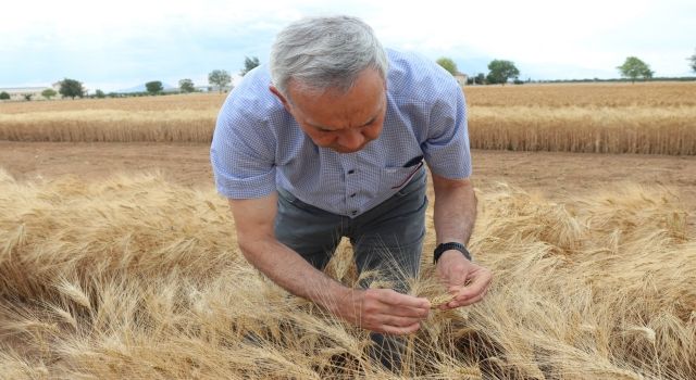 Bulgur üretiminin geleceğine ata tohumu Ahmet Buğdayı damga vuracak 