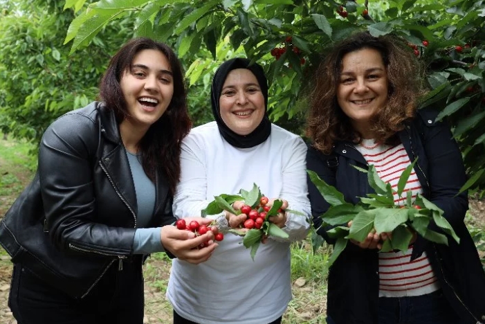 Ege'de kiraz hasadına enerji kattılar