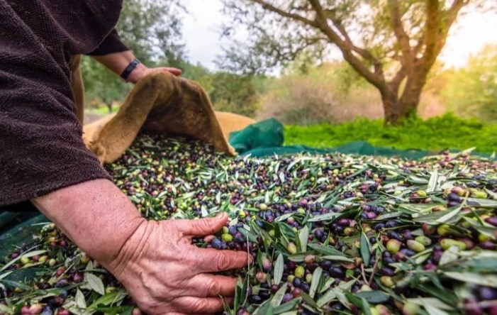 Türk zeytinini en çok Almanlar, Iraklılar ve Romanyalılar tüketti