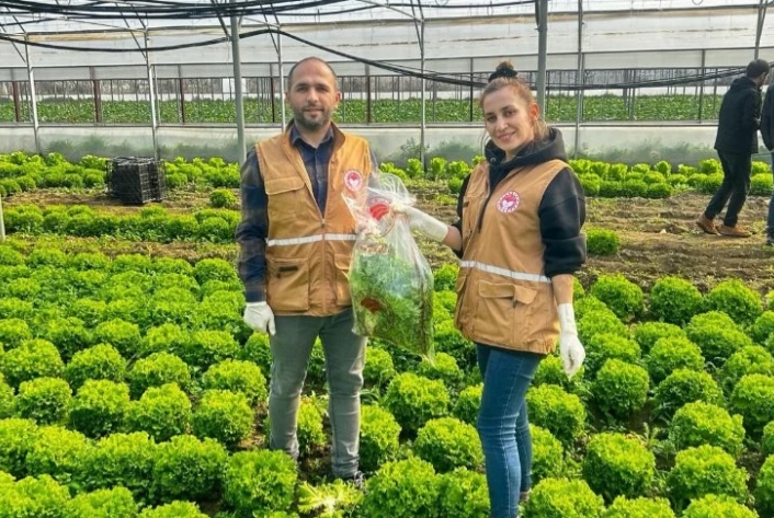 Bursa'da yaprağı yenen sebzelerde pestisit kontrolü