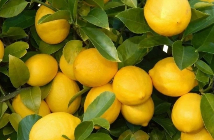 3,5 liralık limon 17 liraya satıldı