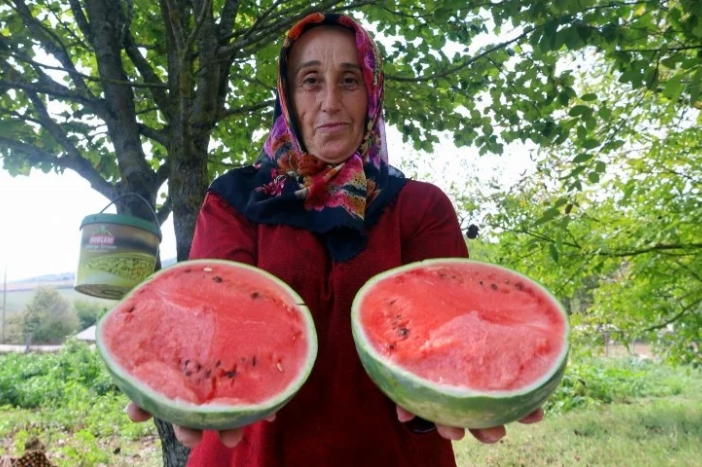 Kocaeli'nin karpuz tohumu üreticilere teslim ediliyor