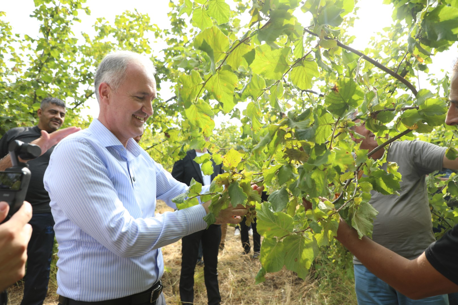 İnegöl Fındığında Hasat Zamanı