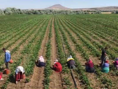 Türki devletlerinin çileği Nevşehir’den