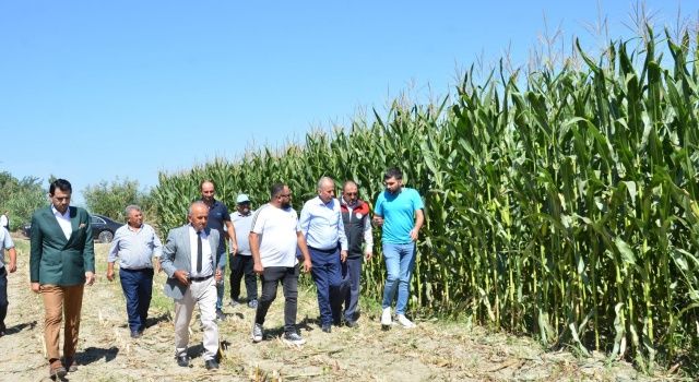 Denizli’de Dağıtılan Silajlık Mısır Tohumlarında Hasat Başladı  