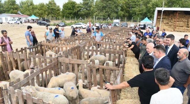 Dursunbeyli Üreticiye Damızlık 