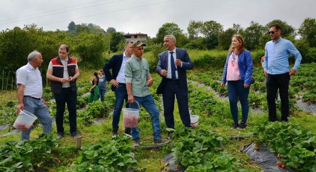 Dürtmen Yaylasında Çilek Hasat Etkinliği Yapıldı  