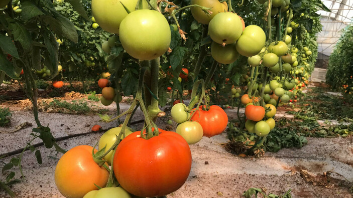 Mersin'de dolu yağışı tarım ürünlerine zarar verdi