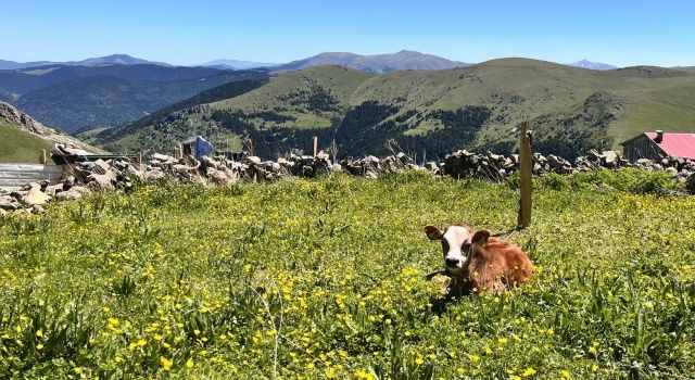 Giresun’da 2024 Yılı Büyükbaş Hayvancılık Desteklemeleri Başlıyor  