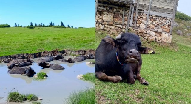 Giresun'da Anadolu Mandası Islah Projesi Yürütme Kurulu Toplantısı  