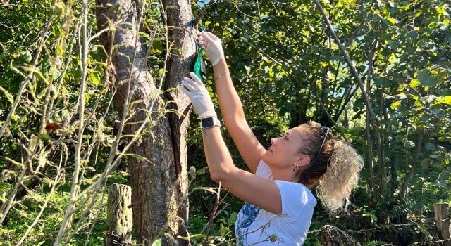 Giresun’da Kahverengi Kokarca ile Mücadele İçin Acil Eylem Planı  