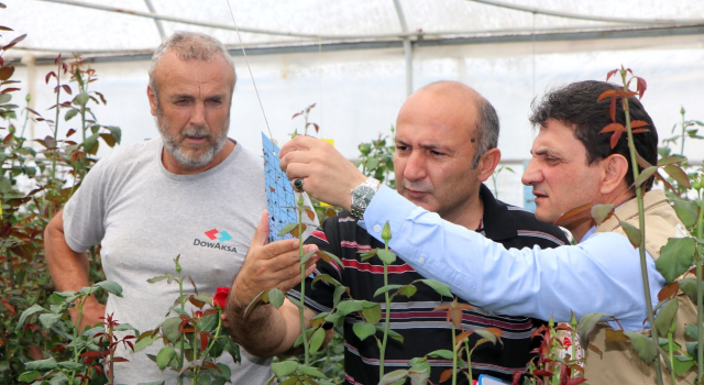 Gül Üreticileri Destekle Üretime Devam Etti  