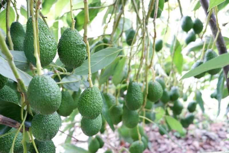 Avokado ve kekik üreticinin yüzleri güldü