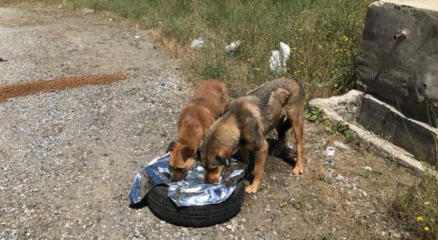 Kars Veteriner Hekimleri Odası’ndan Sahipsiz Hayvanlar İçin Çağrı: “Görevler Yerine Getirilmeli” 