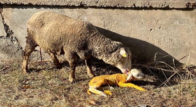 Koyun Doğumu, Veteriner Kahramanlığıyla Sonuçlandı  