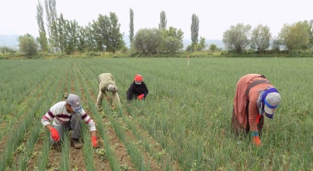 Mevsimlik Tarım İşçileri ve Göçer Ailelerin Çocuklarına Eğitim Desteği  