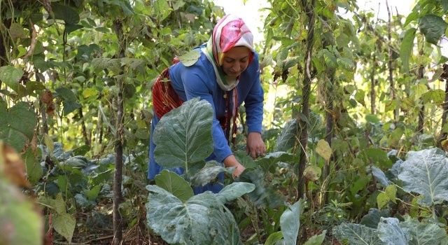 Ordu Zeytinyağlı Pancar Sarması’na Coğrafi İşaret Tescili Alındı  