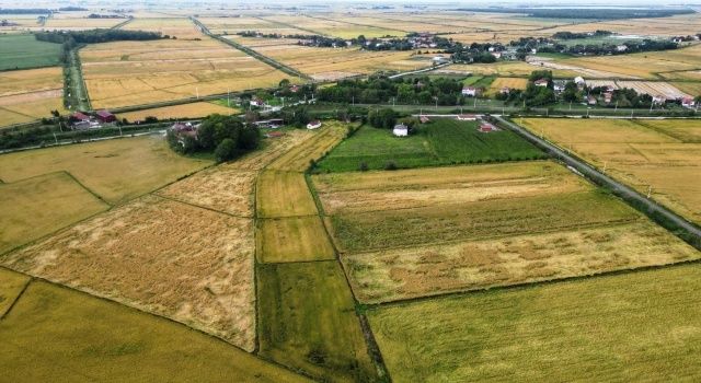 Samsun’da Çeltik Hasadı Törenle Başladı  