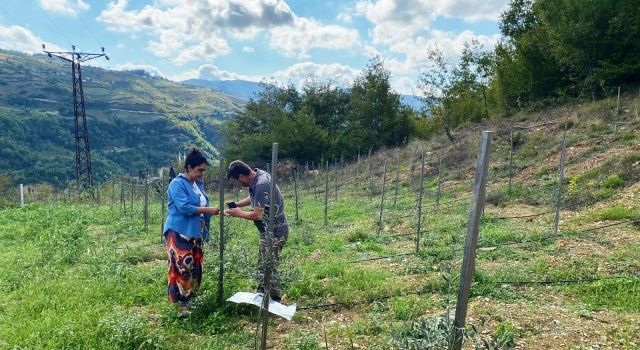 Samsun’da Zeytin Yetiştiriciliği ve Zeytin Fidan Tırtılına Karşı Mücadele Sürüyor  