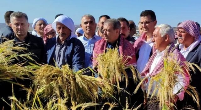 Şanlıurfa’da Karacadağ Çeltiği Hasadı Başladı: İl Müdürü Mehmet Aksoy’dan sorularımıza cevaplar  