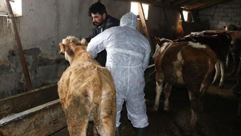 Tarım Bakanı Kirişci'den 'şap aşılaması' açıklaması