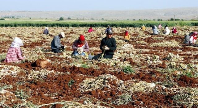 Tarım ürünleri rekoltesi ve gıda fiyatlarında El Nino tehdidi  