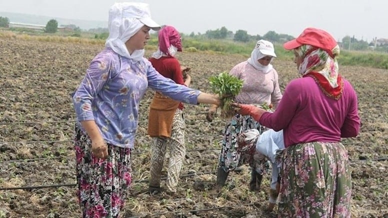 TÜİK tarım işçilerinin günlük ücretlerini açıkladı