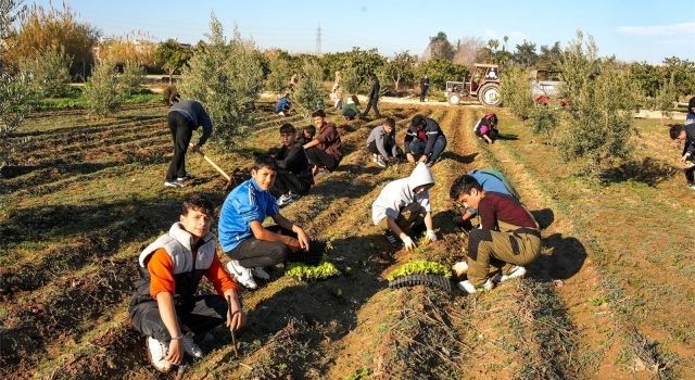 Tarsus Belediyesi'nden Tarıma ve Eğitime Destek: 5 Bin Marul Fidesi Toprakla Buluştu  