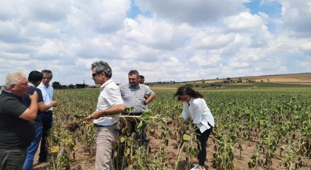 Tekirdağ'da ayçiçeği tarlalarında verim kaybı tespit çalışmaları başlatıldı  