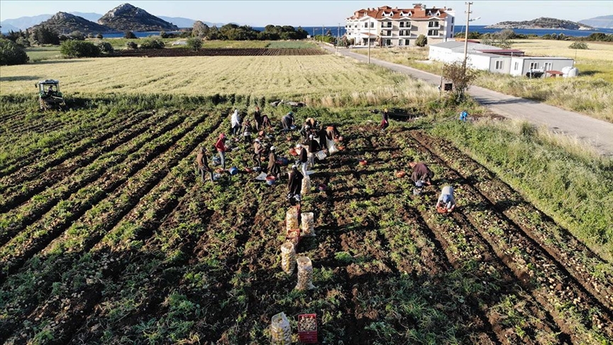 Muğla'da turfanda patatesin hasadına başlandı