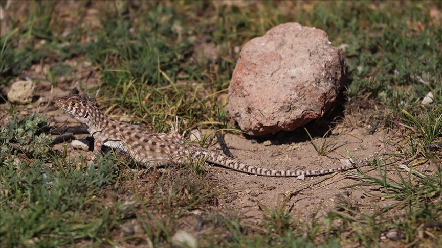 Harran kertenkelesinin popülasyonunu artırmak için bilinçlendirme çalışması