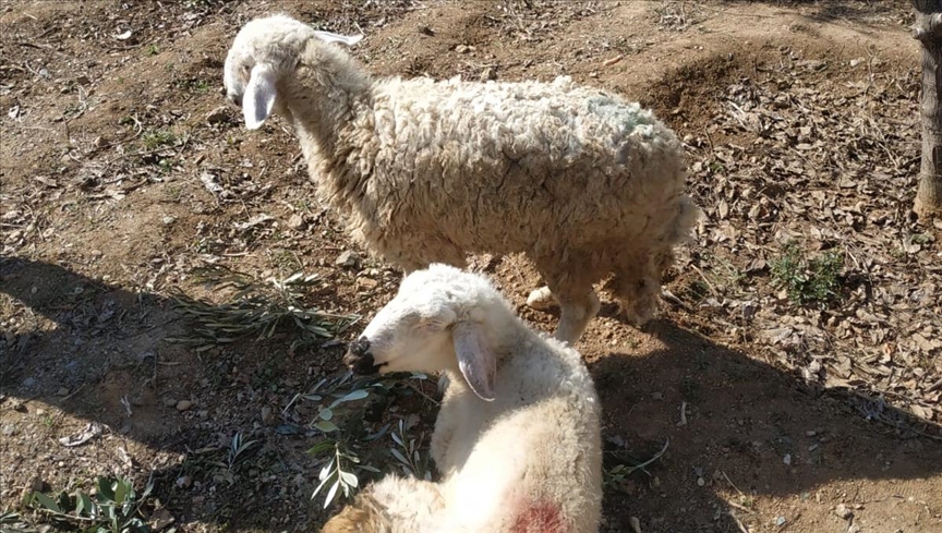  İki koyun depremin 17. gününde canlı çıkarıldı