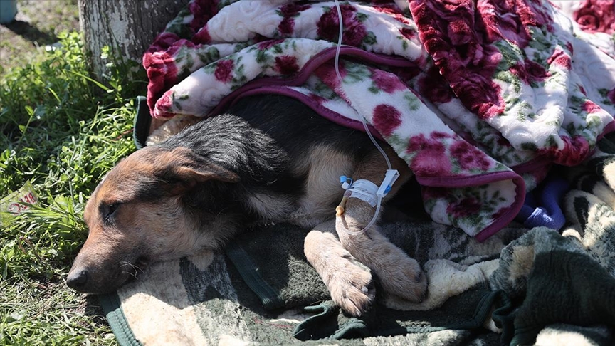 Hatay'da enkaz altından 55 saat sonra bir köpek kurtarıldı