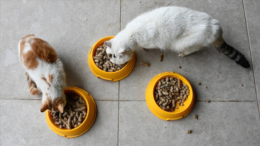 Gastronomi kentinin kedi ve köpeklerine 