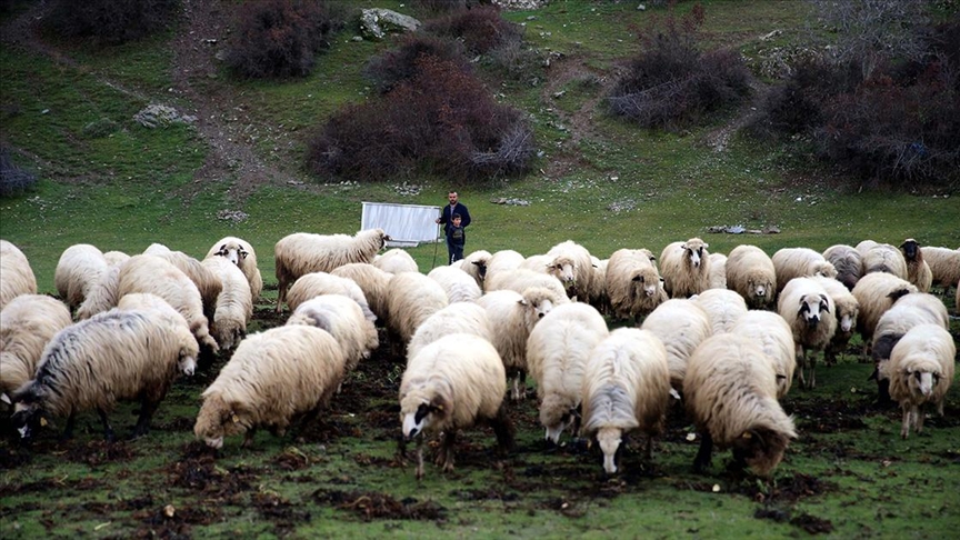 Tokat'tan Türkiye'ye yayılan proje ile kentteki hayvan varlığı ikiye katlandı